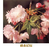 楊貴妃桜