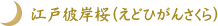 江戸彼岸桜(えどひがんさくら)
