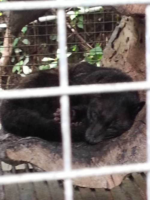 バリ・フリナー麝香猫